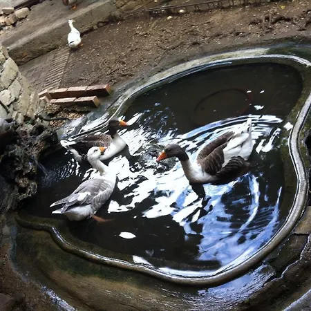 酒店 布提纳青年旅舍 地拉那